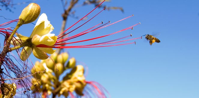 Nuestros jardines; espacios para la conservación ex situ