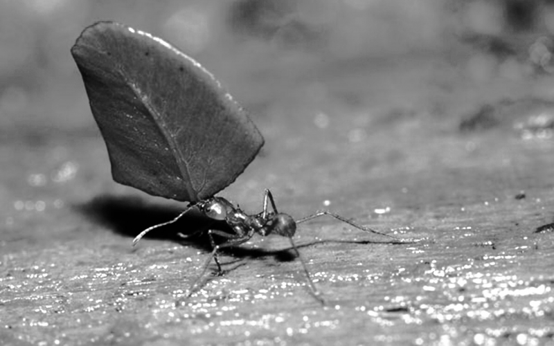 El camino de la hormiga
