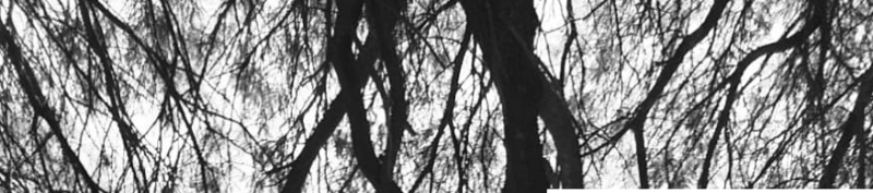  Entre sombras